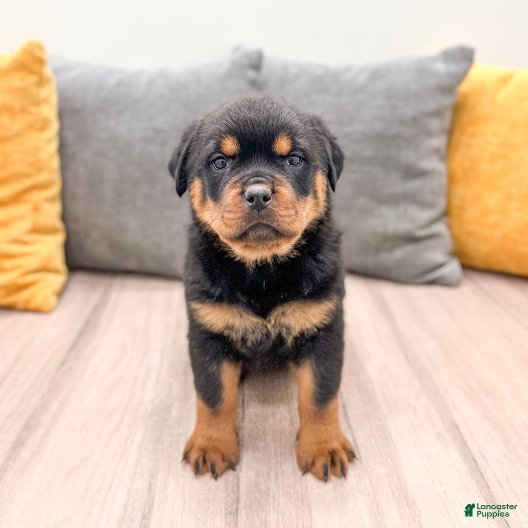 Rottweiler dogs for sale: Basil - Ad 2