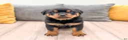 Rottweiler dogs for sale: Basil - Ad 2