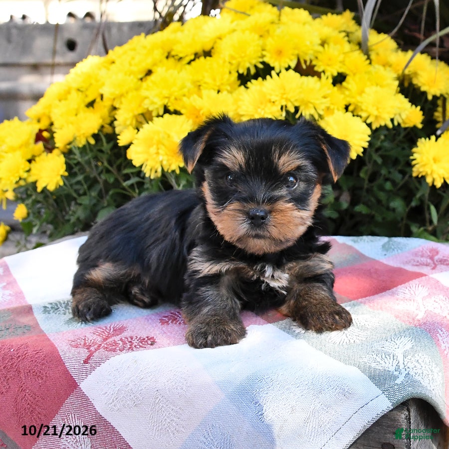 Yorkshire Terrier dogs Bently - Ad 1