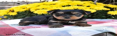Bently