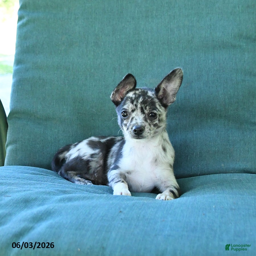 Chihuahua dogs Pebbles - Ad 1