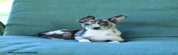 Chihuahua dogs for sale: Pebbles - Ad 1