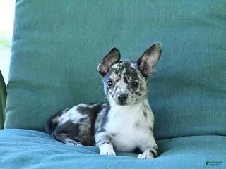 Chihuahua dogs for sale: Pebbles - Ad 1
