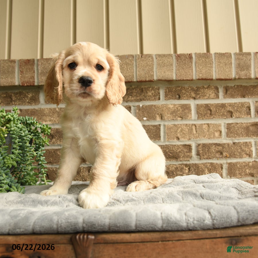 English Cocker Spaniel dogs Maxwell - Ad 2