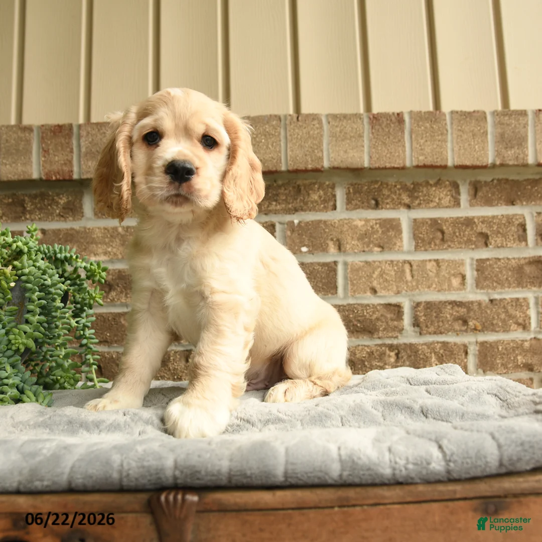 English Cocker Spaniel dogs for sale: Maxwell - Ad 2