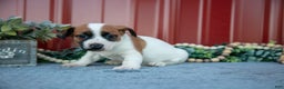 Jack Russell Terrier dogs for sale: Gia - Ad 2