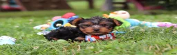 Yorkshire Terrier dogs for sale: Lola - Ad 15