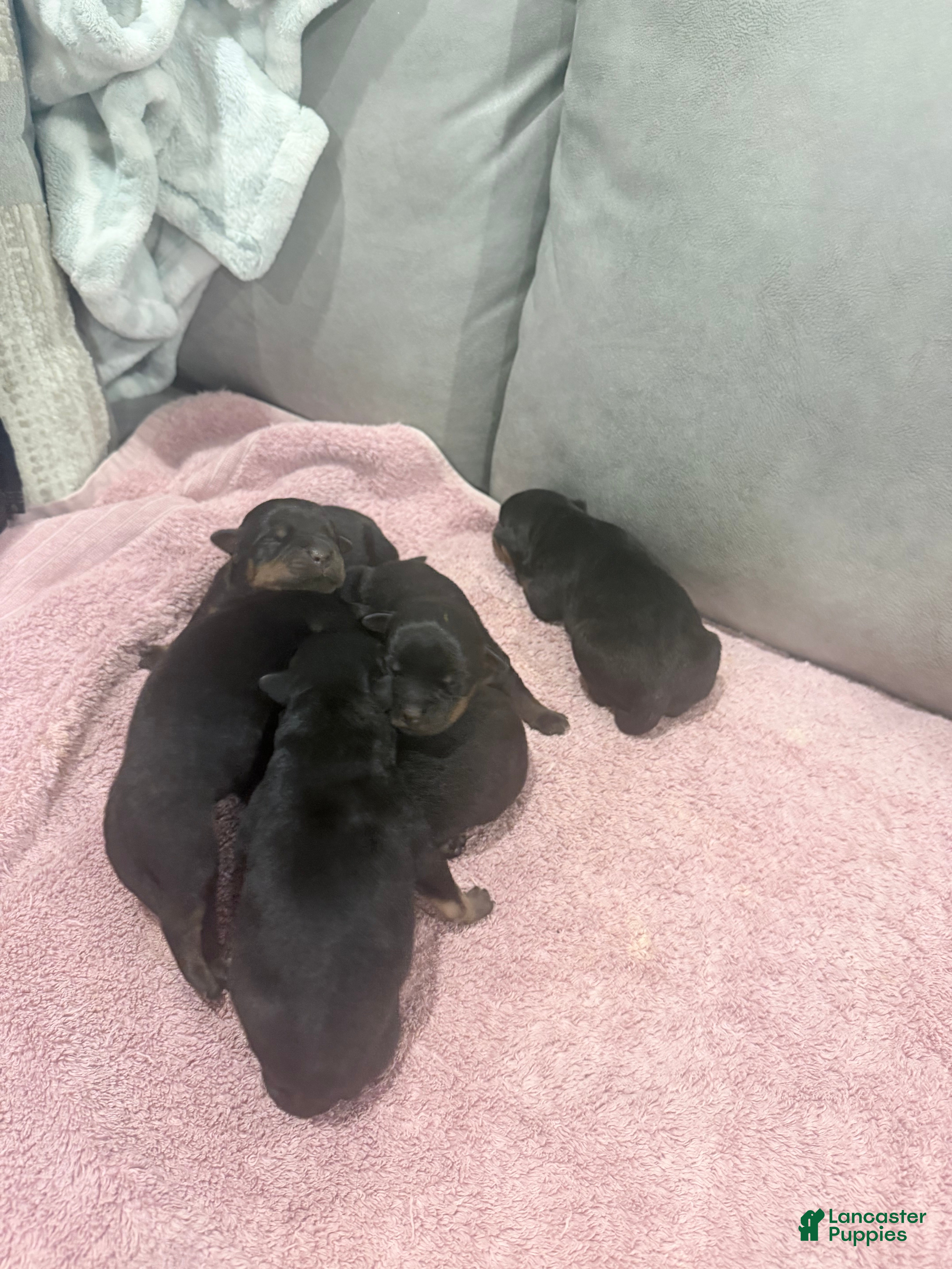 Rottweiler dogs for sale: Rottweiler Puppy 8 - Ad 2