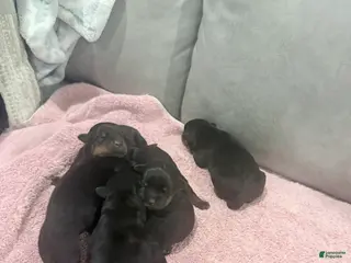 Rottweiler dogs for sale: Rottweiler Puppy 8 - Ad 2
