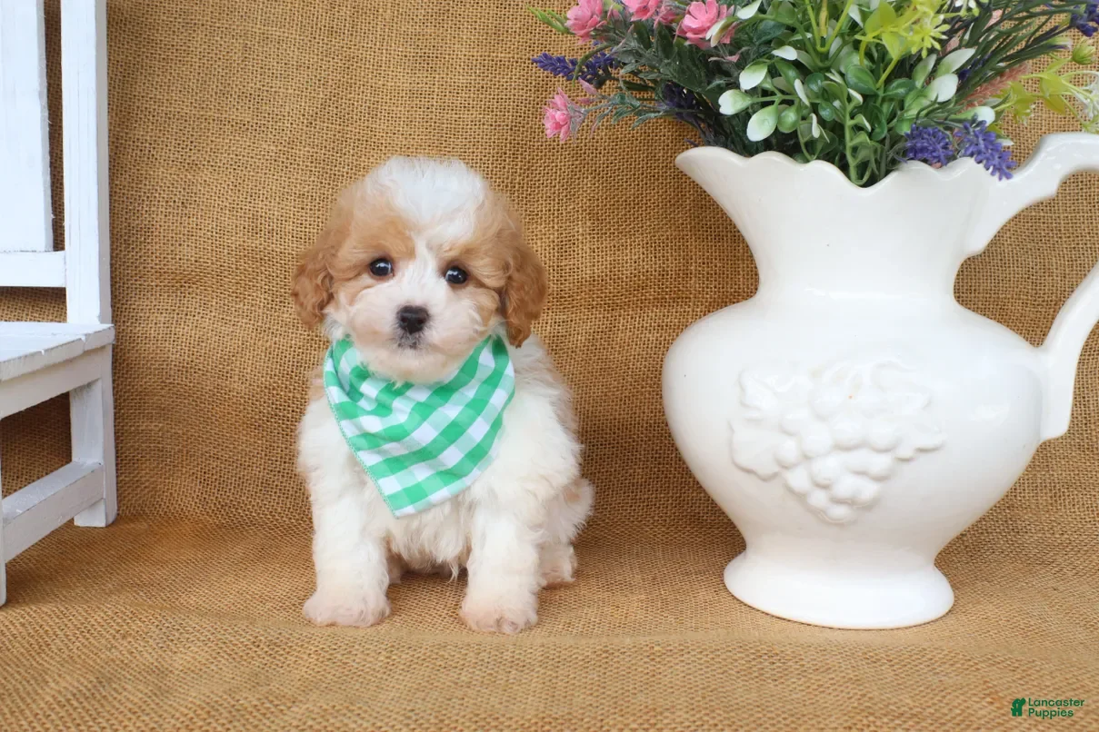 Cavapoo dogs Issac - Ad 2