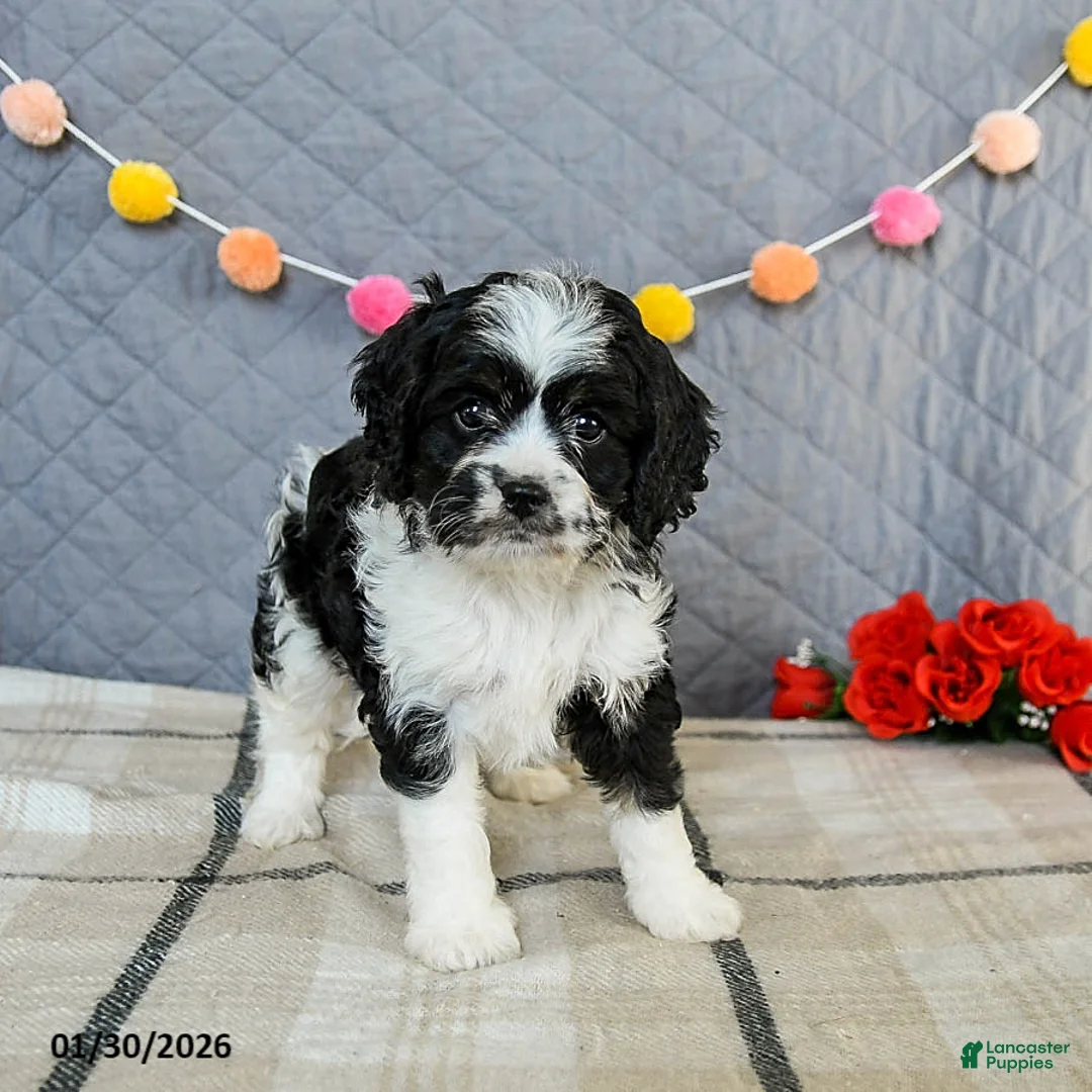 Cavapoo dogs for sale: Cheddar - Ad 5