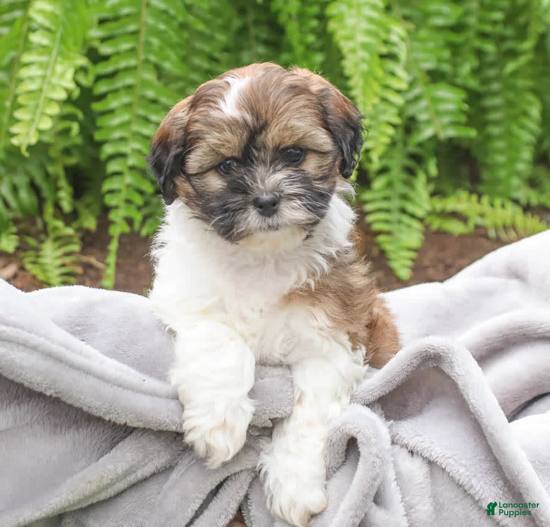 Gallery Image {{count}}