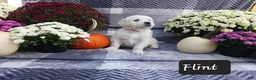 Golden Retriever dogs for sale: Flint  - Ad 4