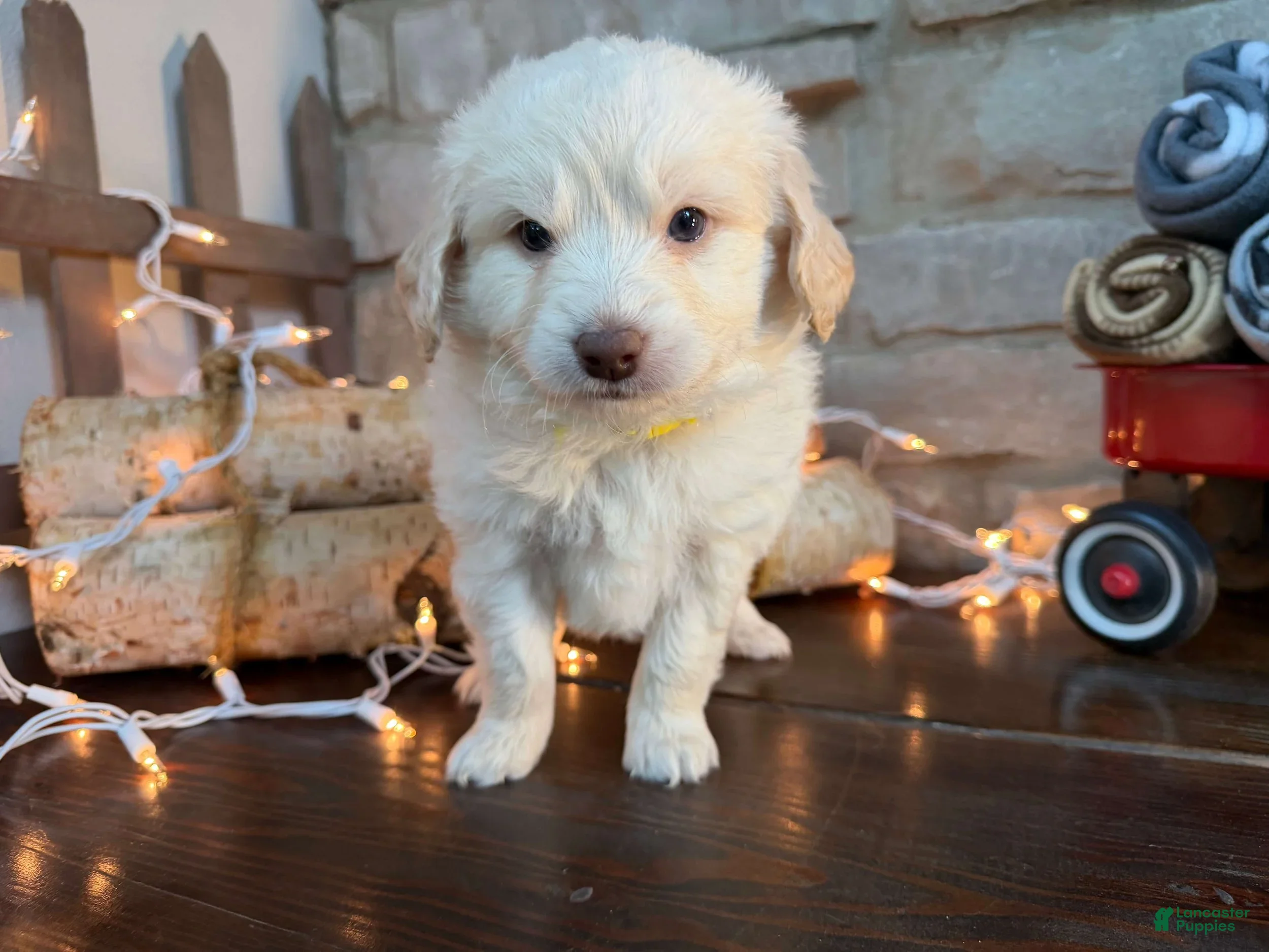 Mixed Breed dogs Pistachio (Boy) - Ad 2