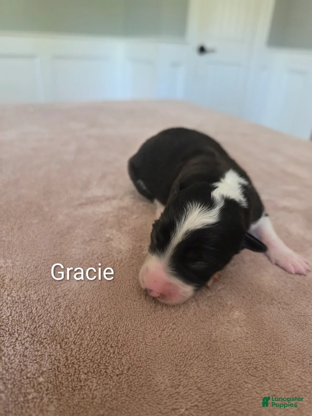Border Collie dogs for sale: Gracie - Ad 1