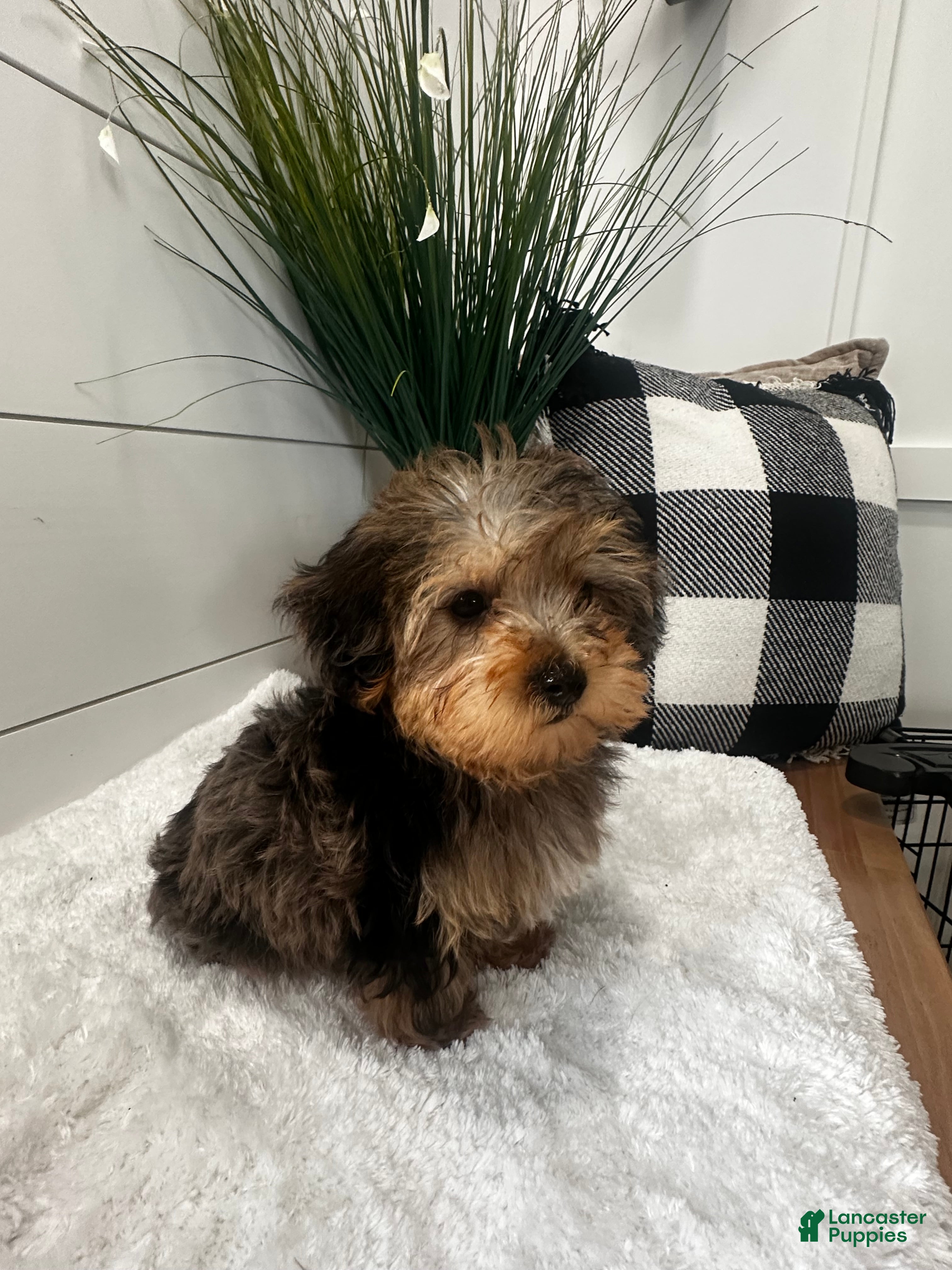 Yorkiepoo dogs Bandit - Ad 2