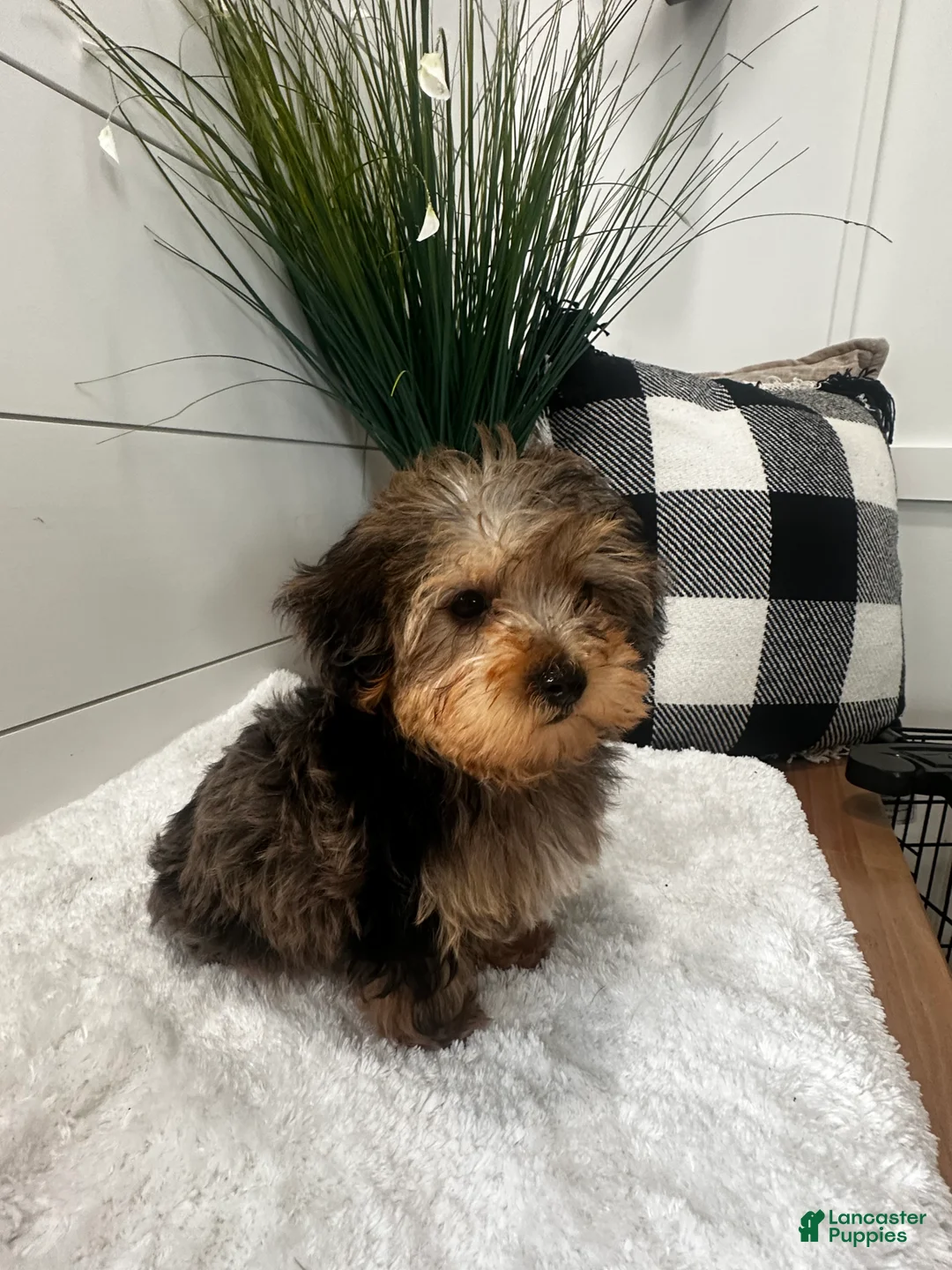 Yorkiepoo dogs for sale: Bandit - Ad 2