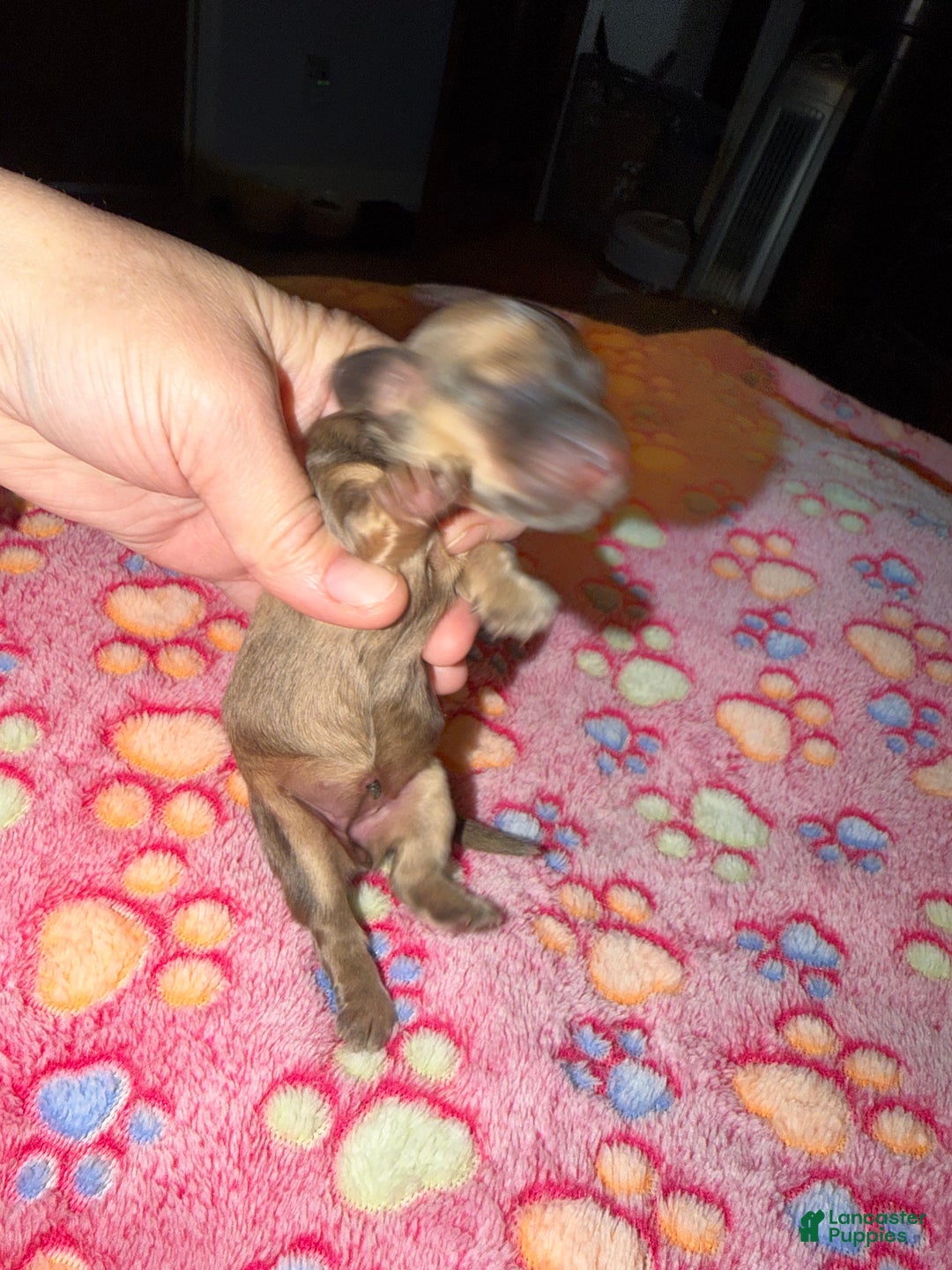 Miniature Dachshund dogs for sale: Cream - Ad 42