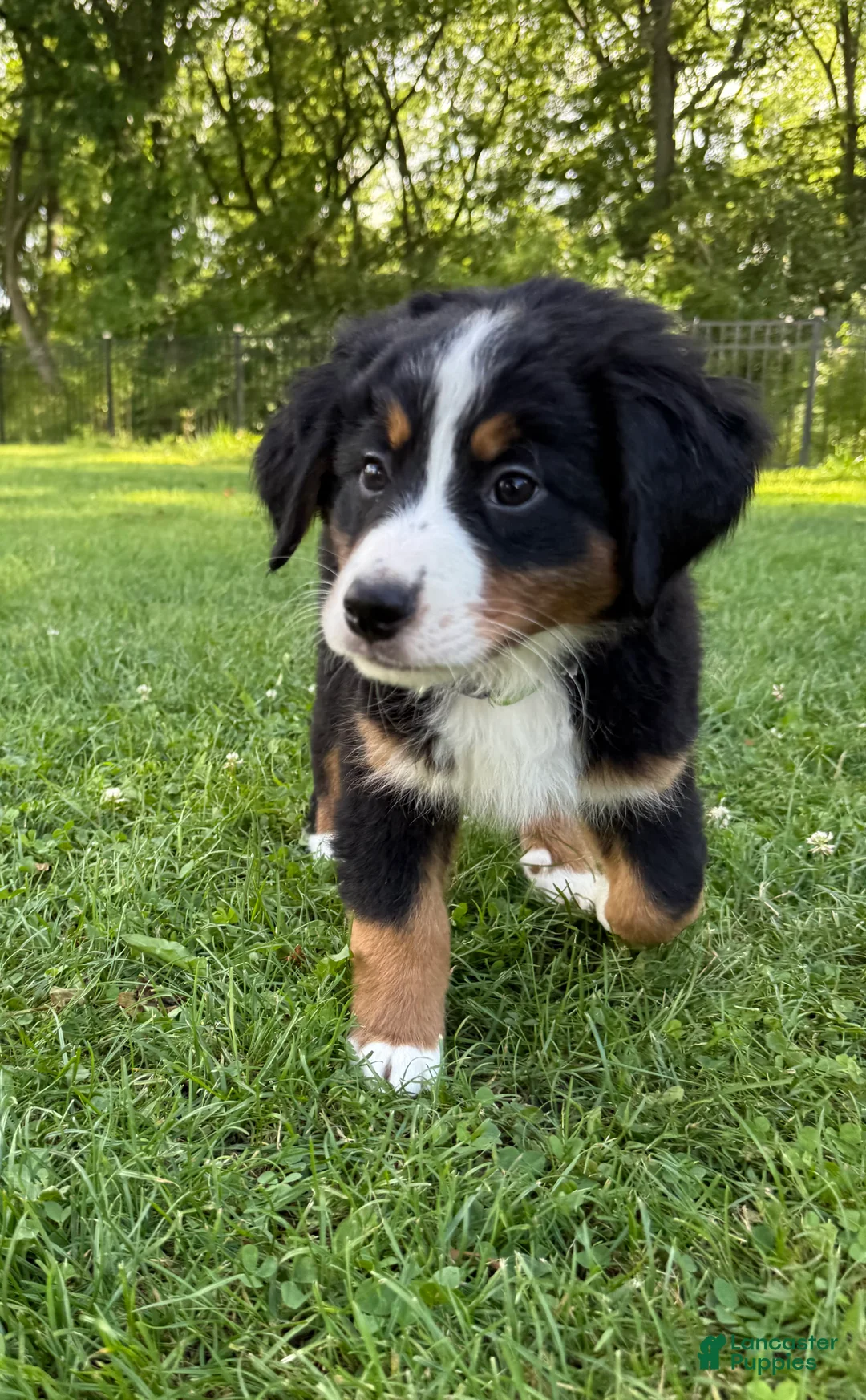 Bernese Mountain Dog dogs for sale: Lady - Ad 1