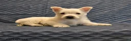 West Highland Terrier dogs for sale: Nolan - Ad 1