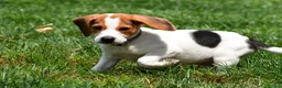 Beagle dogs for sale: Max - Ad 5