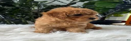 Mini Goldendoodle dogs for sale: Belle - Ad 6