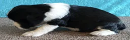 English Springer Spaniel dogs for sale: English Springer Spaniel Puppy Neo - Ad 6