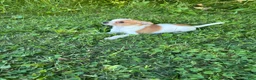 Chihuahua dogs for sale: Jemma  - Ad 5