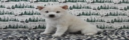 Shiba Inu dogs for sale: Beauty - Ad 2