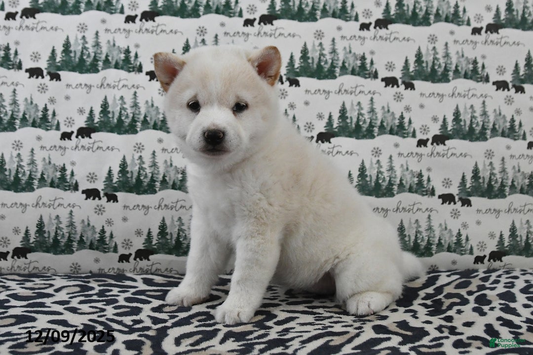 Shiba Inu dogs for sale: Beauty - Ad 2