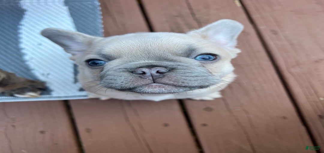 Gallery Image {{count}}