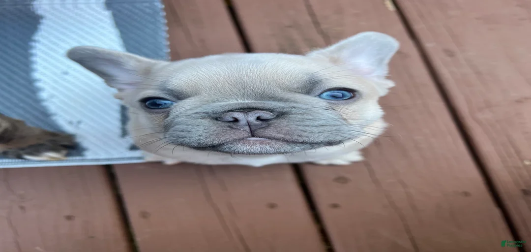 Gallery Image {{count}}