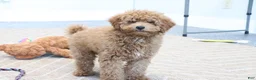 Mini Goldendoodle dogs for sale: Zachary - Ad 2