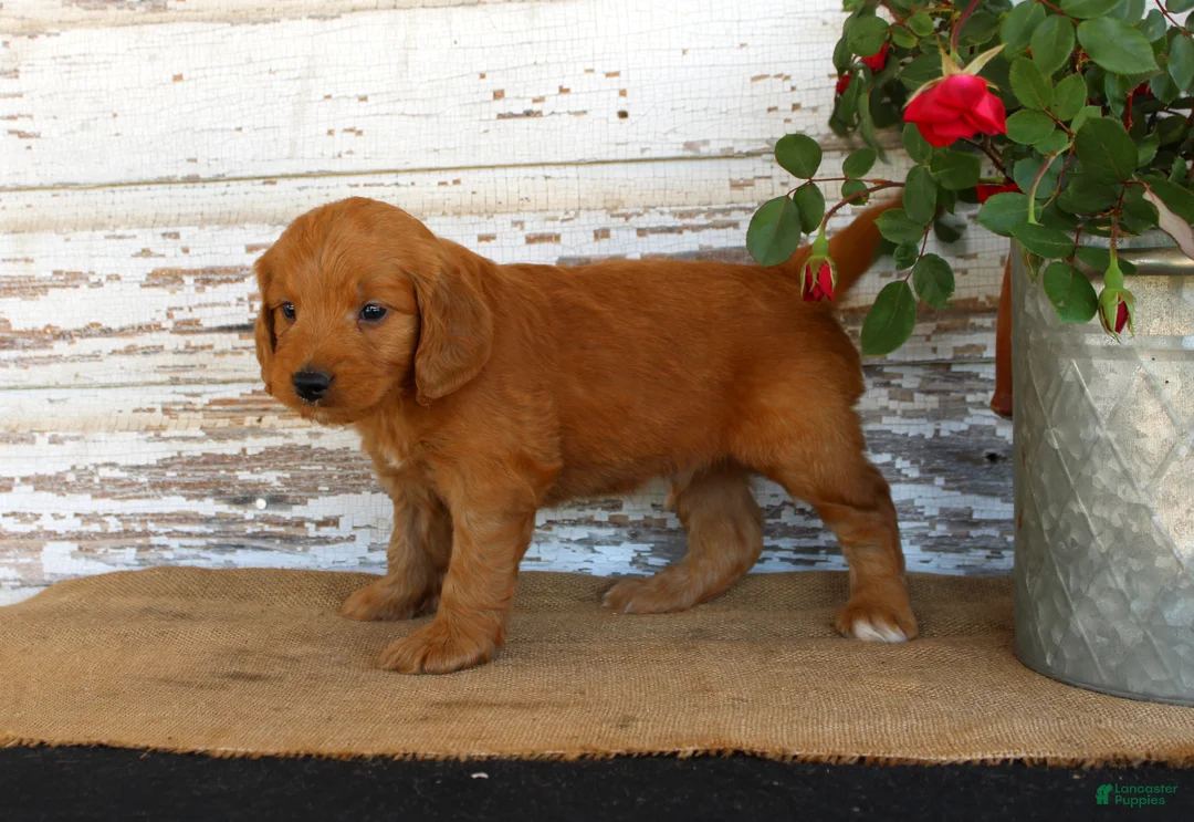 Mini Goldendoodle dogs for sale: Jingo - Ad 2