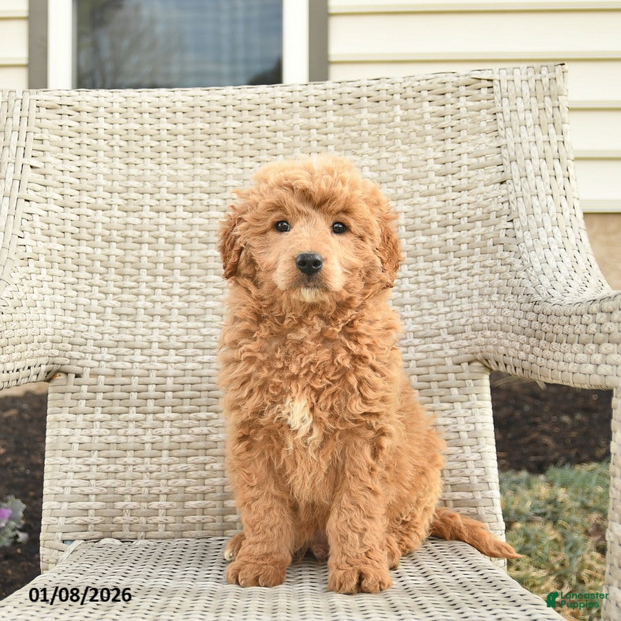 Mini Goldendoodle dogs Victoria  - Ad 42