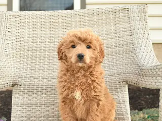Mini Goldendoodle dogs Victoria - Ad 13