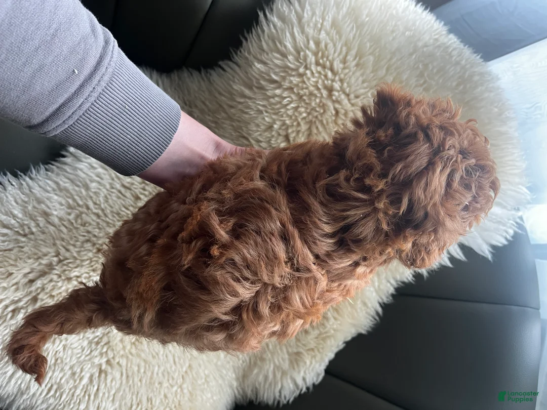 Miniature Poodle dogs for sale: Molly - Ad 2