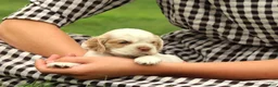 Cocker Spaniel dogs for sale: Sequoia - Ad 5