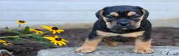 Beabull dogs for sale: Ace 🐶✨ - Ad 4