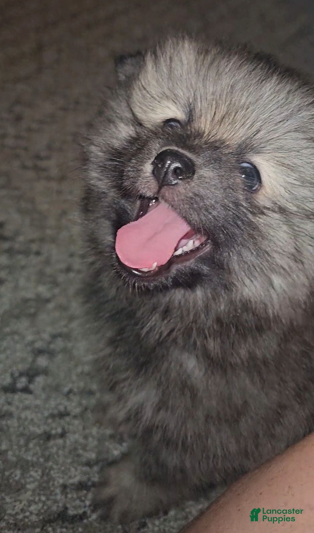 Pomeranian dogs Big boy - Ad 2
