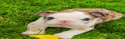 English Bulldog dogs for sale: Bailey  - Ad 5
