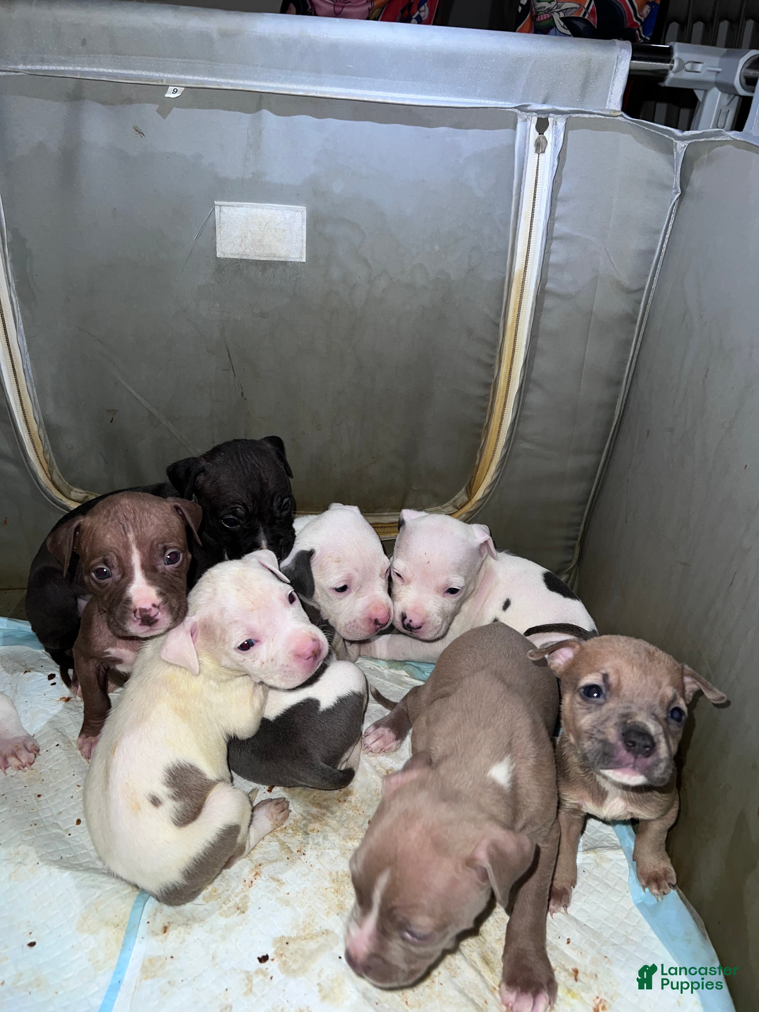 American Pit Bull Terrier dogs American Pit Bull Terrier Puppy 1 - Ad 7