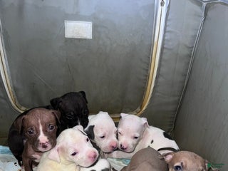 American Pit Bull Terrier dogs American Pit Bull Terrier Puppy 1 - Ad 32