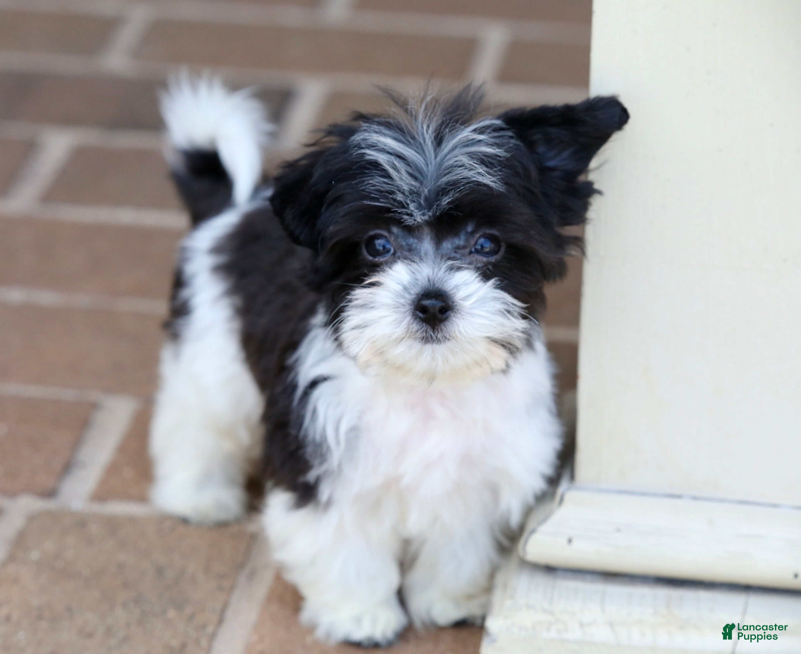 Teddy Bear dogs Rosie - Ad 2