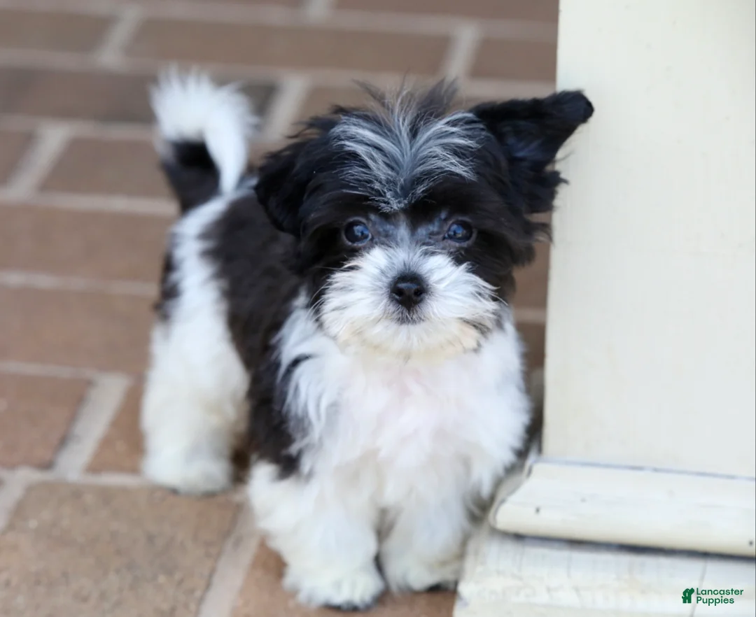 Teddy Bear dogs for sale: Rosie - Ad 2