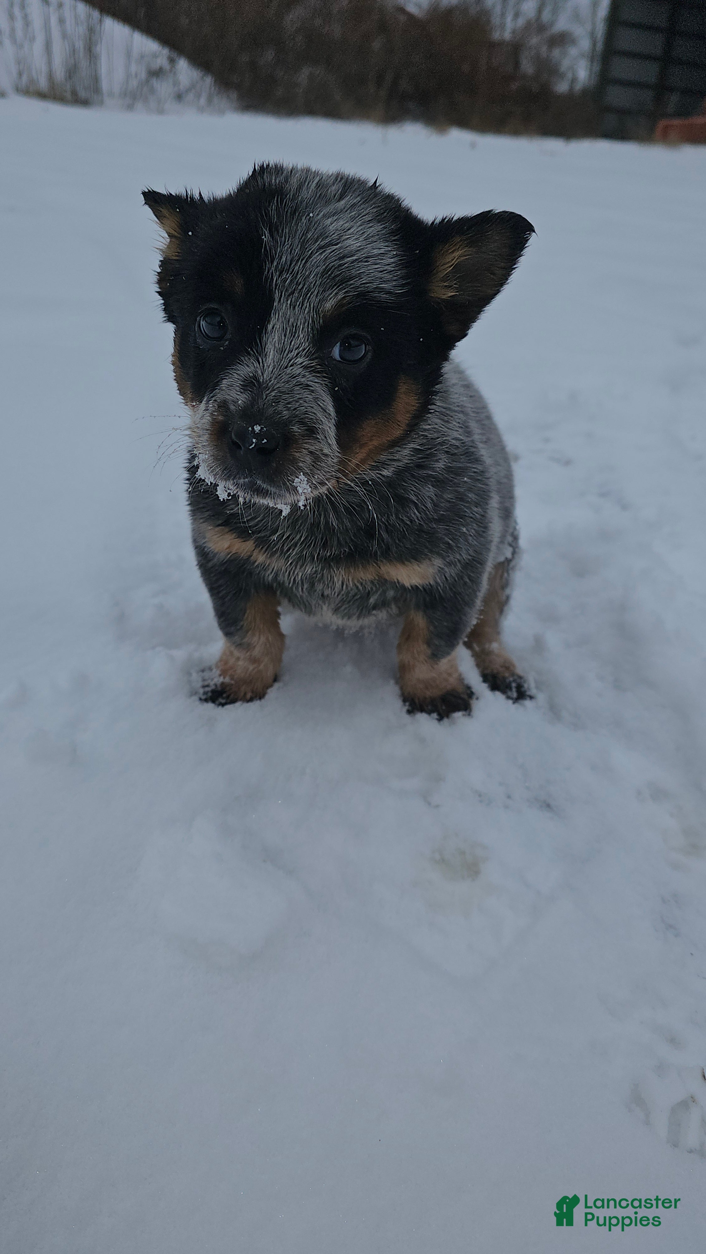Australian Cattle Dog dogs Holly - Ad 11