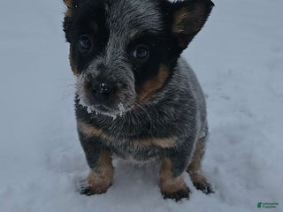 Australian Cattle Dog dogs Holly - Ad 4