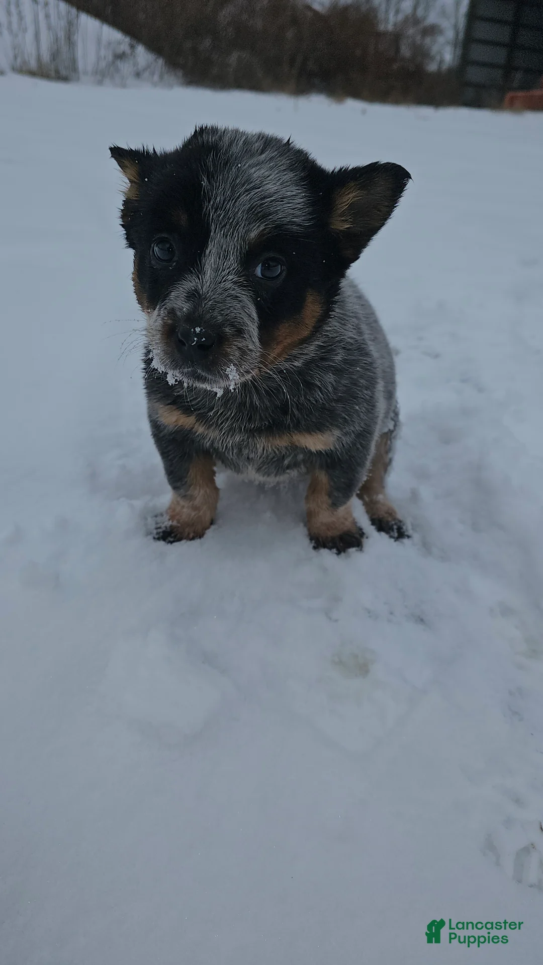 Australian Cattle Dog dogs for sale: Holly - Ad 1