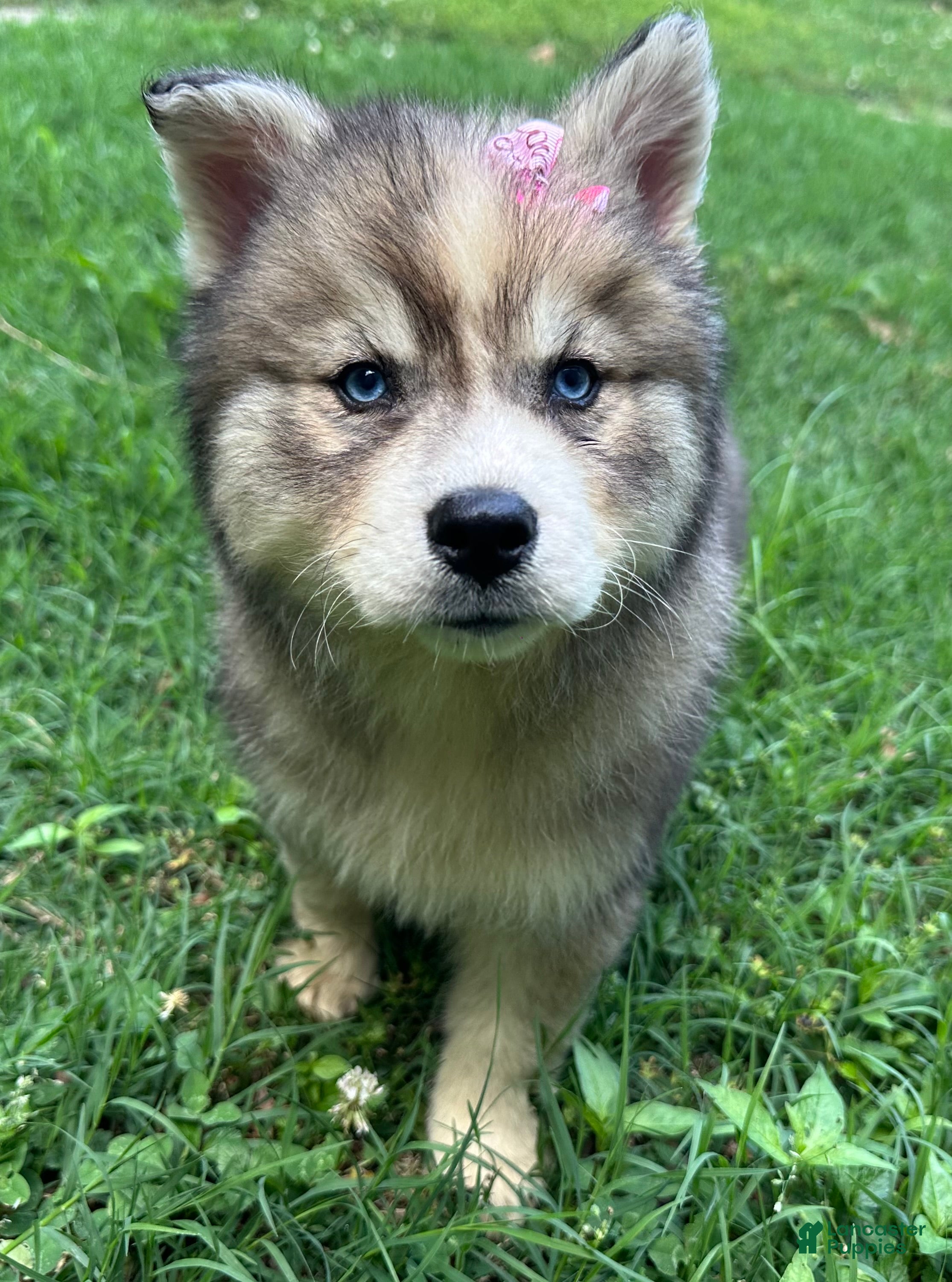 Siberian Husky dogs RUBY - Ad 2