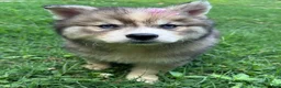Siberian Husky dogs for sale: RUBY - Ad 2
